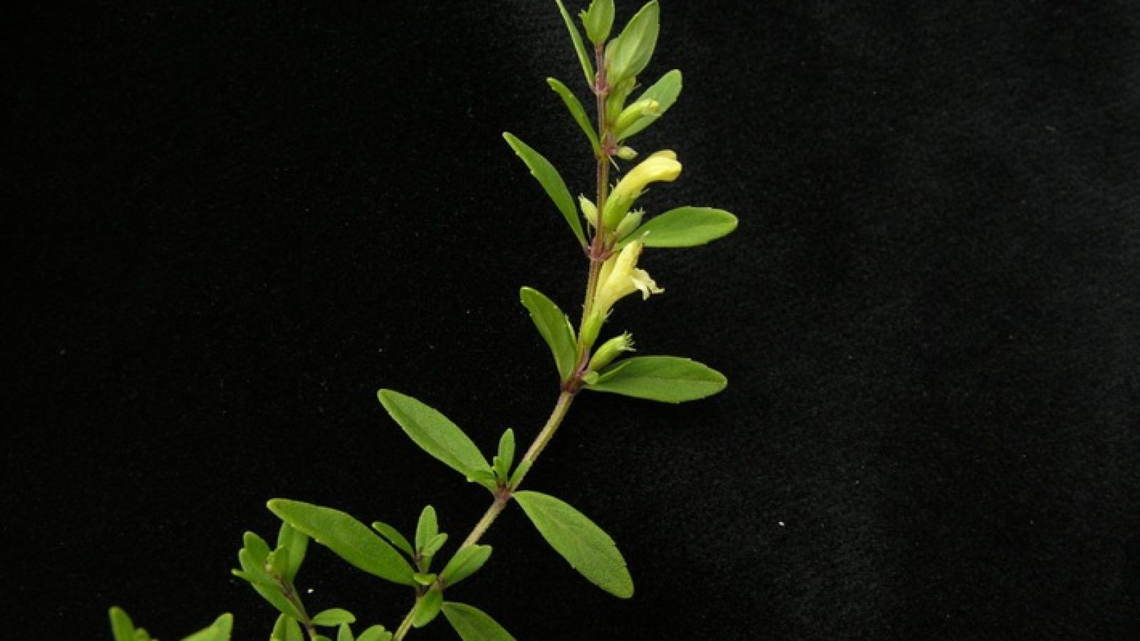 Nepal-Himalayaminze (Himalamintha nepalensis)