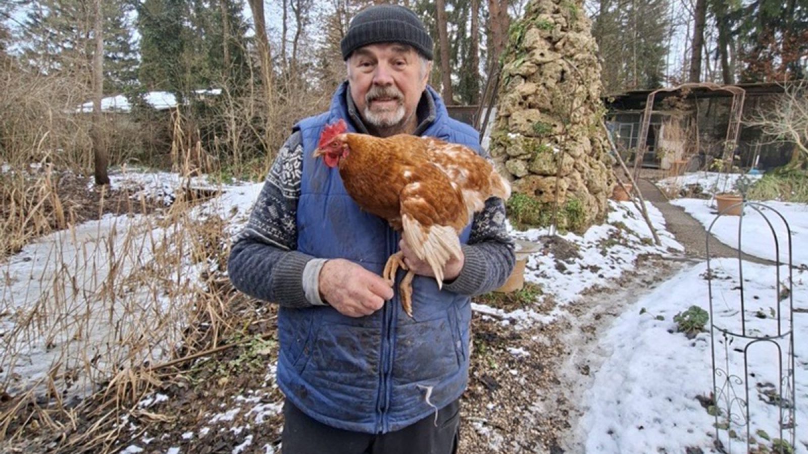 Tierische Marotte: entlaufenes Huhn ,,Henrietta" trampt gern - Gerhard Wendl vom Vogelnotruf in Olching im Gespräch mit SWR3
Im SWR3 Interview mit Nicola Müntefering erzählte Gerhard Wendl vom Vogelnotruf in Olching heute Vormittag, dass die Besitzerin des am Wochenende entlaufenen Huhns ,,Henrietta" gefunden wurde.
Gerhard Wendl mit "Henrietta"
© SWR/privat, honorarfrei - Verwendung gemäß der AGB im Rahmen einer engen, unternehmensbezogenen Berichterstattung im SWR-Zusammenhang bei Nennung "Bild: SWR/privat" (S2), SWR Presse/Bildkommunikation, Baden-Baden, Tel: 07221/929-24429, foto@swr.de / Weiterer Text über ots und www.presseportal.de/nr/7169 / Die Verwendung dieses Bildes für redaktionelle Zwecke ist unter Beachtung aller mitgeteilten Nutzungsbedingungen zulässig und dann auch honorarfrei. Veröffentlichung ausschließlich mit Bildrechte-Hinweis.