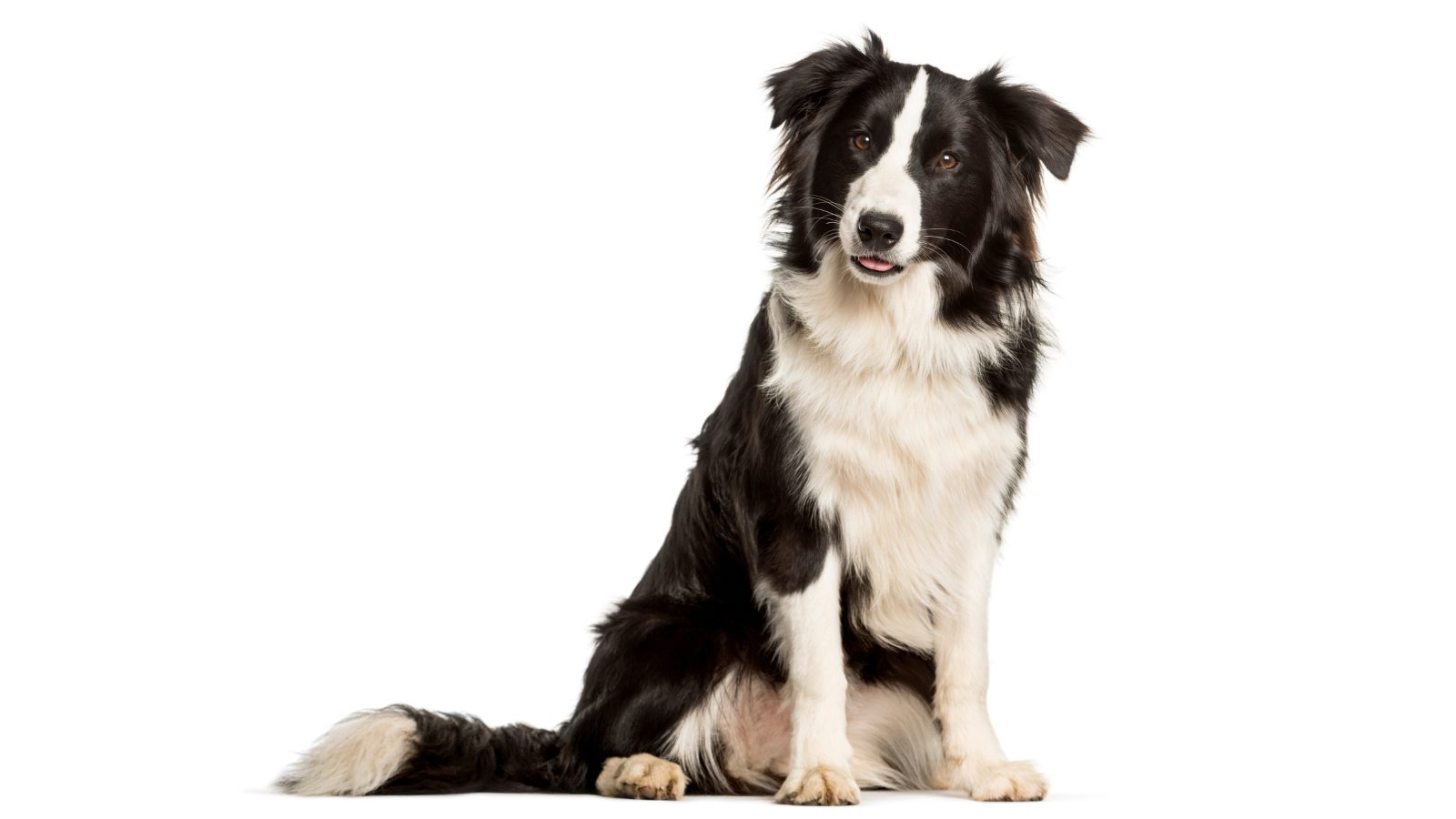 Hund