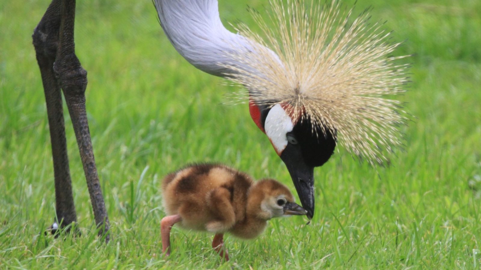 Kronenkranich - Zootier des Jahres 2026: Symbol für Glück und Wohlstand in Afrika, doch in der Wildnis stark bedroht - die Kampagne macht auf seinen dramatischen Bedrohung aufmerksam und fördert gezielte Schutzmaßnahmen. / Weiterer Text über ots und www.presseportal.de/nr/129318 / Die Verwendung dieses Bildes für redaktionelle Zwecke ist unter Beachtung aller mitgeteilten Nutzungsbedingungen zulässig und dann auch honorarfrei. Veröffentlichung ausschließlich mit Bildrechte-Hinweis.