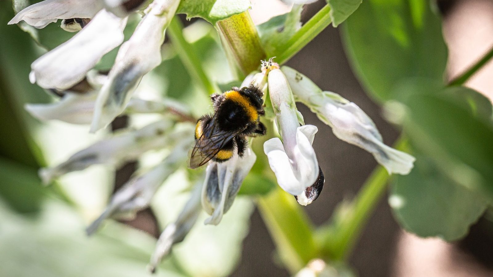 Die Blüten von Körnerleguminosen wie Ackerbohnen sind wertvolle Nahrungsquellen für Bienen und andere Insekten. / Weiterer Text über ots und www.presseportal.de/nr/178526 / Die Verwendung dieses Bildes für redaktionelle Zwecke ist unter Beachtung aller mitgeteilten Nutzungsbedingungen zulässig und dann auch honorarfrei. Veröffentlichung ausschließlich mit Bildrechte-Hinweis.