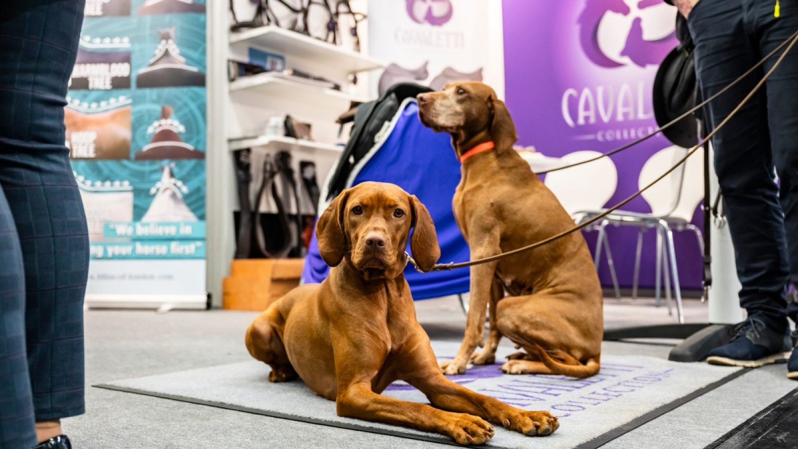 Messe mit Wau-Effekt: Auf der spoga dog dreht sich alles um die Welt des Hundes. Ab Januar 2027 wird Köln damit zum Treffpunkt für Herstellende, Händler und Marken, die schöne Produkte für die besten Freunde des Menschen entwickeln. / Weiterer Text über ots und www.presseportal.de/nr/8249 / Die Verwendung dieses Bildes für redaktionelle Zwecke ist unter Beachtung aller mitgeteilten Nutzungsbedingungen zulässig und dann auch honorarfrei. Veröffentlichung ausschließlich mit Bildrechte-Hinweis.