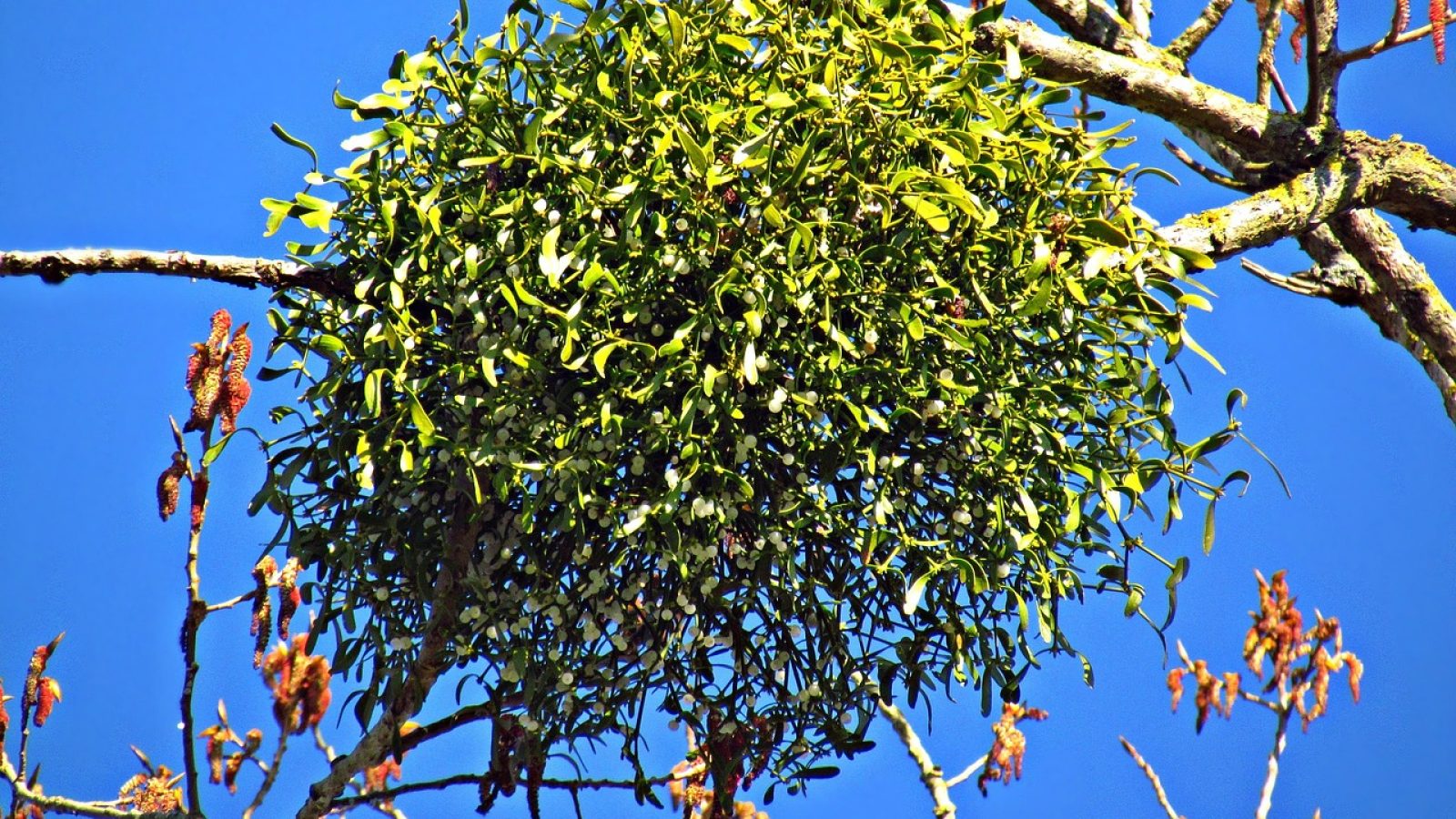 mistletoe-2684556_1280