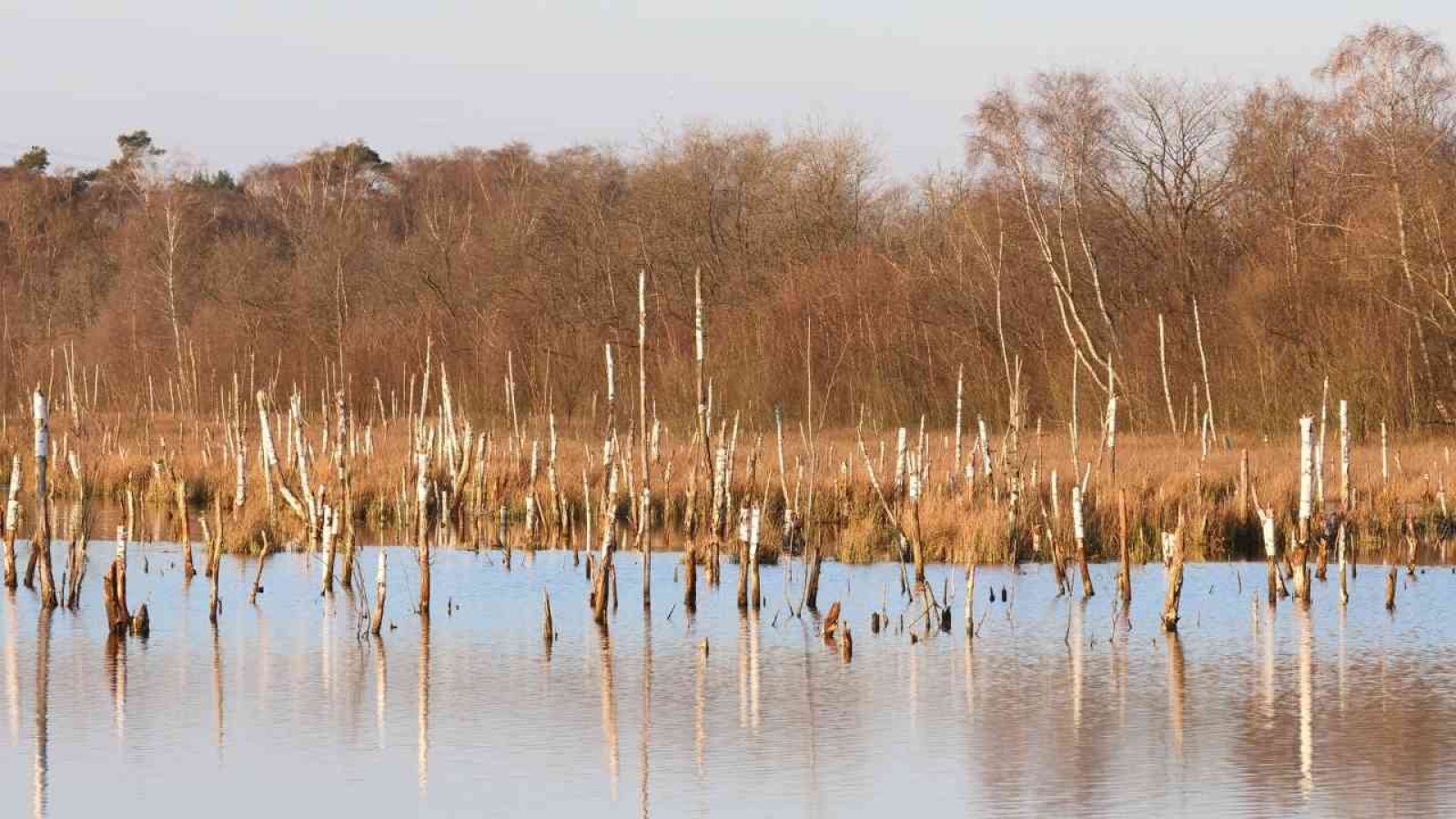 Wasserfläche mit aufragenden Baumstümpfen und Bäumen im Hintergrund in einem Moorgebiet.