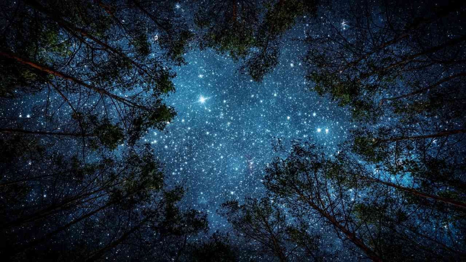 Sternenklare Nacht über Baumwipfeln, der Himmel erstrahlt mit funkelnden Sternen, eingerahmt von dunklen Silhouetten der Bäume.