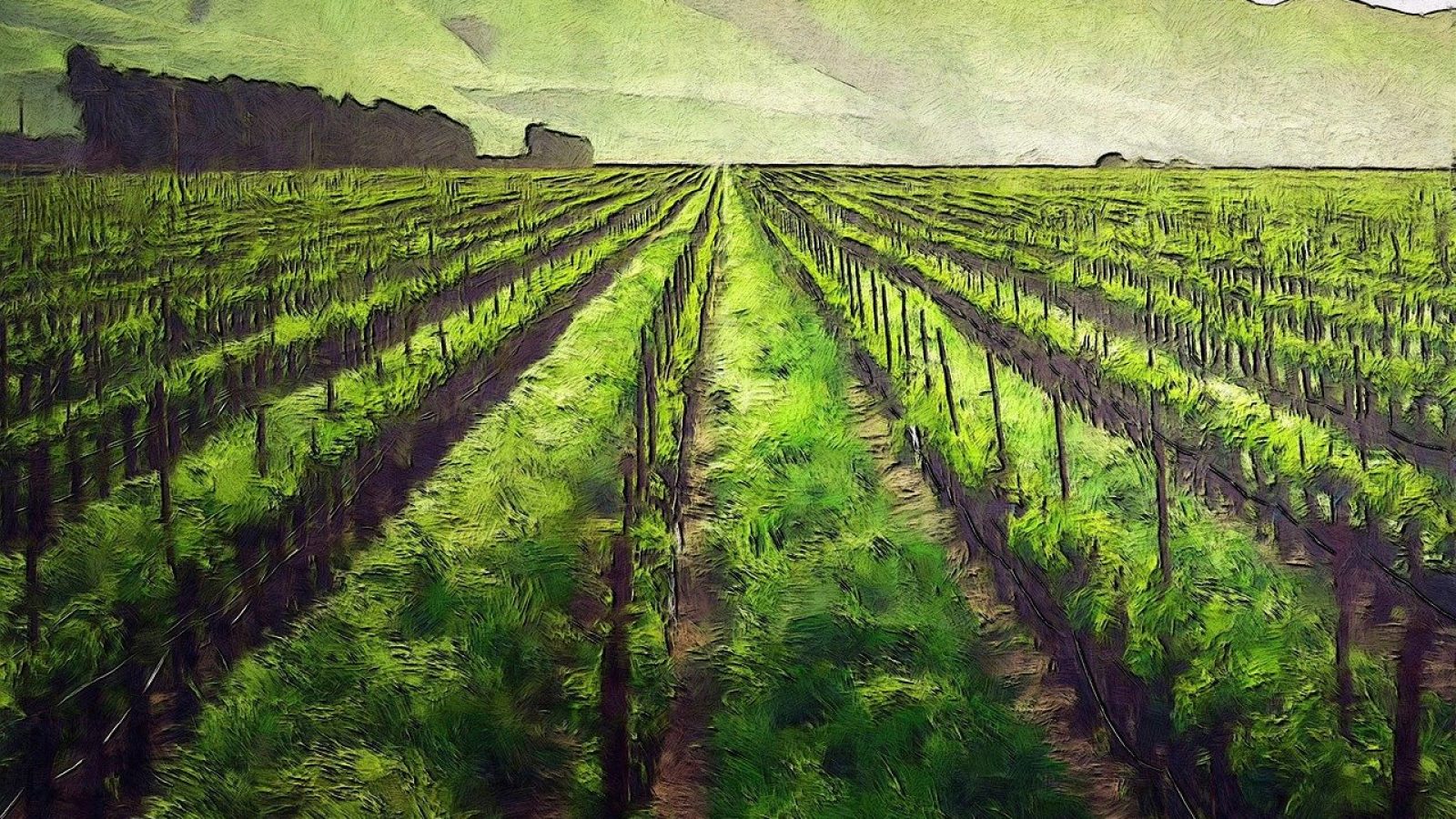 Weinberg mit Reihen von Reben und sanften Hügeln im Hintergrund unter klarem Himmel.