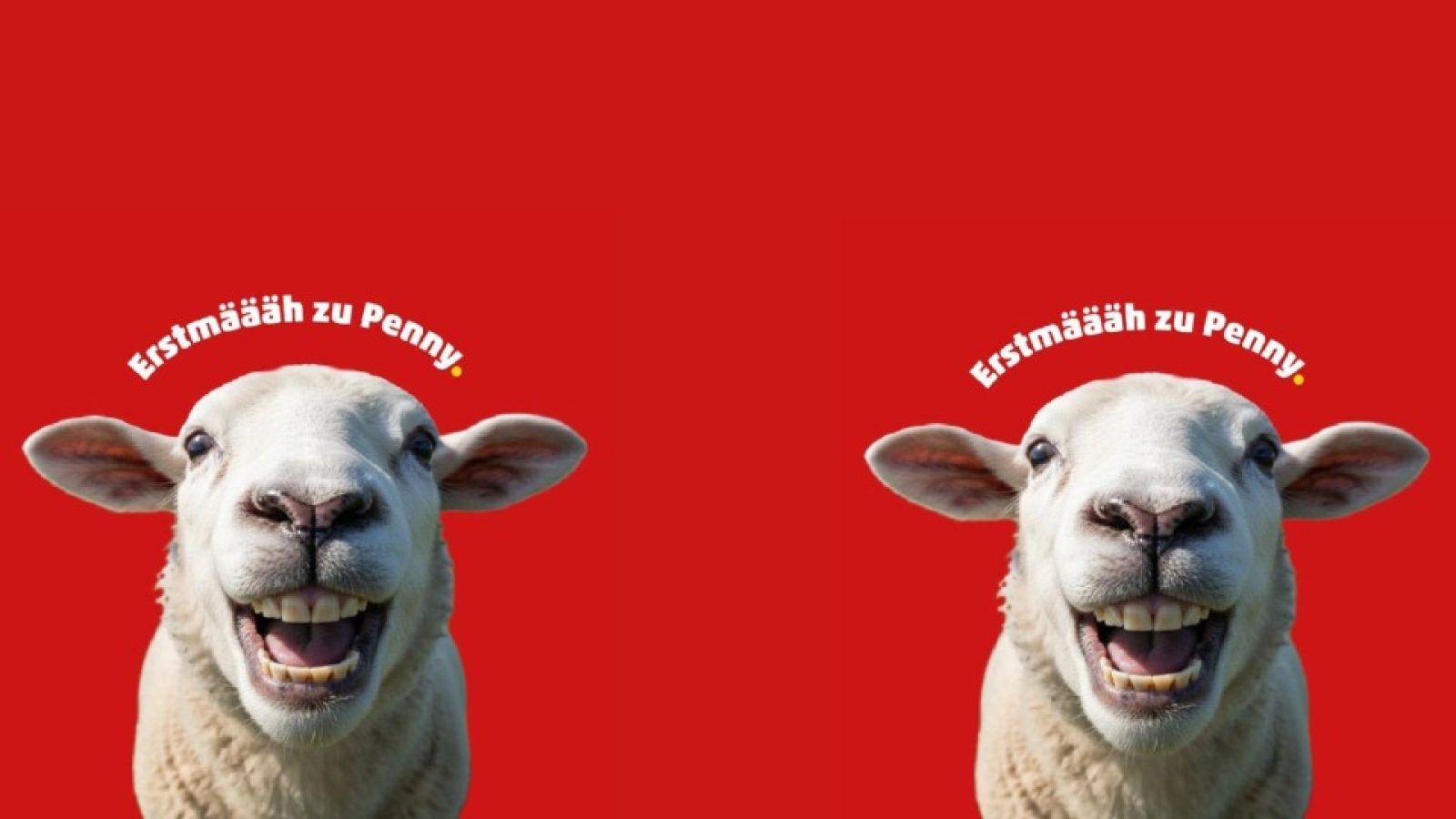 PENNY übernimmt die Patenschaft für 700 Schafe in Burgsinn. / Weiterer Text über ots und www.presseportal.de/nr/59659 / Die Verwendung dieses Bildes für redaktionelle Zwecke ist unter Beachtung aller mitgeteilten Nutzungsbedingungen zulässig und dann auch honorarfrei. Veröffentlichung ausschließlich mit Bildrechte-Hinweis.