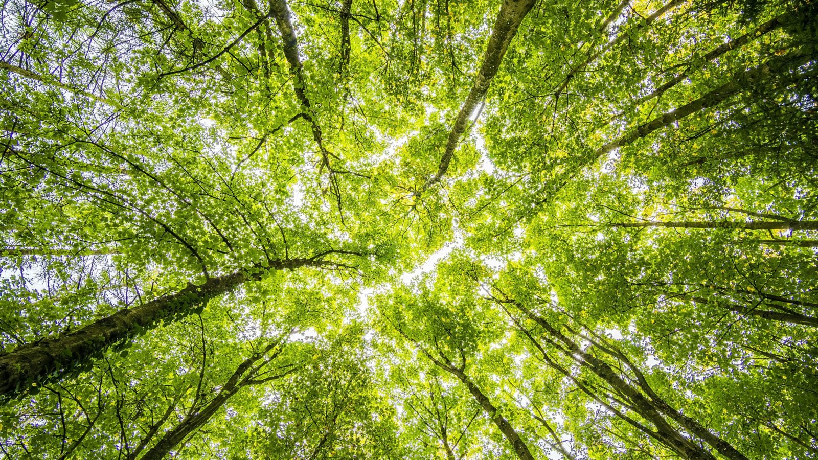 Foto von Felix Mittermeier