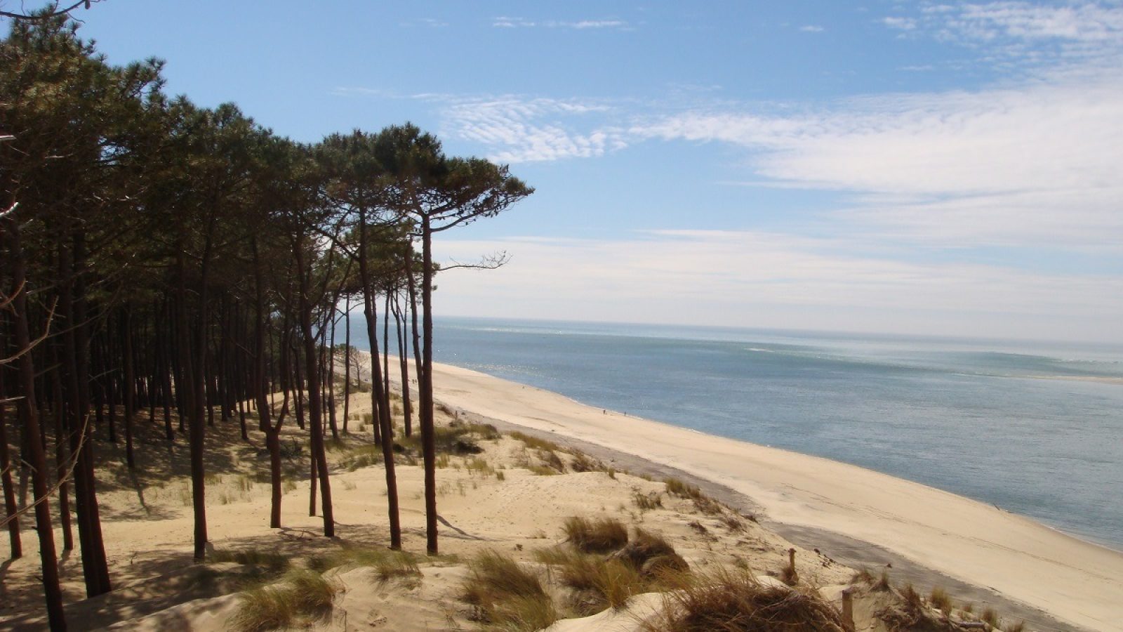 Französische Meereskiefer Pycnogenol® wirksam bei Lipödem / Weiterer Text über ots und www.presseportal.de/nr/58664 / Die Verwendung dieses Bildes für redaktionelle Zwecke ist unter Beachtung aller mitgeteilten Nutzungsbedingungen zulässig und dann auch honorarfrei. Veröffentlichung ausschließlich mit Bildrechte-Hinweis.