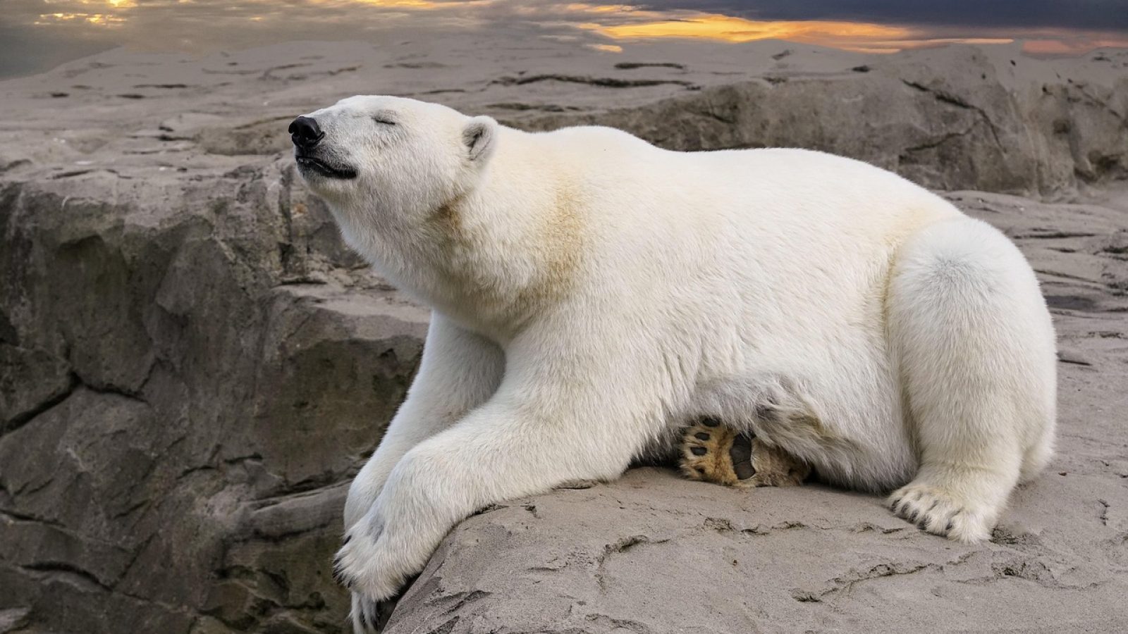 polar-bear-7955893_1280