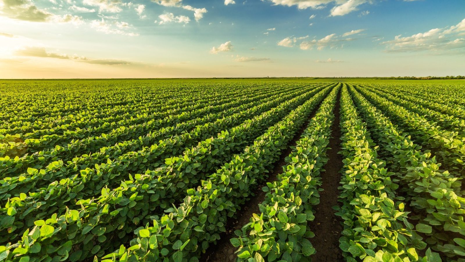 Green ripening soybean field, agricultural landscape. / Weiterer Text über ots und www.presseportal.de/nr/58227 / Die Verwendung dieses Bildes für redaktionelle Zwecke ist unter Beachtung aller mitgeteilten Nutzungsbedingungen zulässig und dann auch honorarfrei. Veröffentlichung ausschließlich mit Bildrechte-Hinweis.