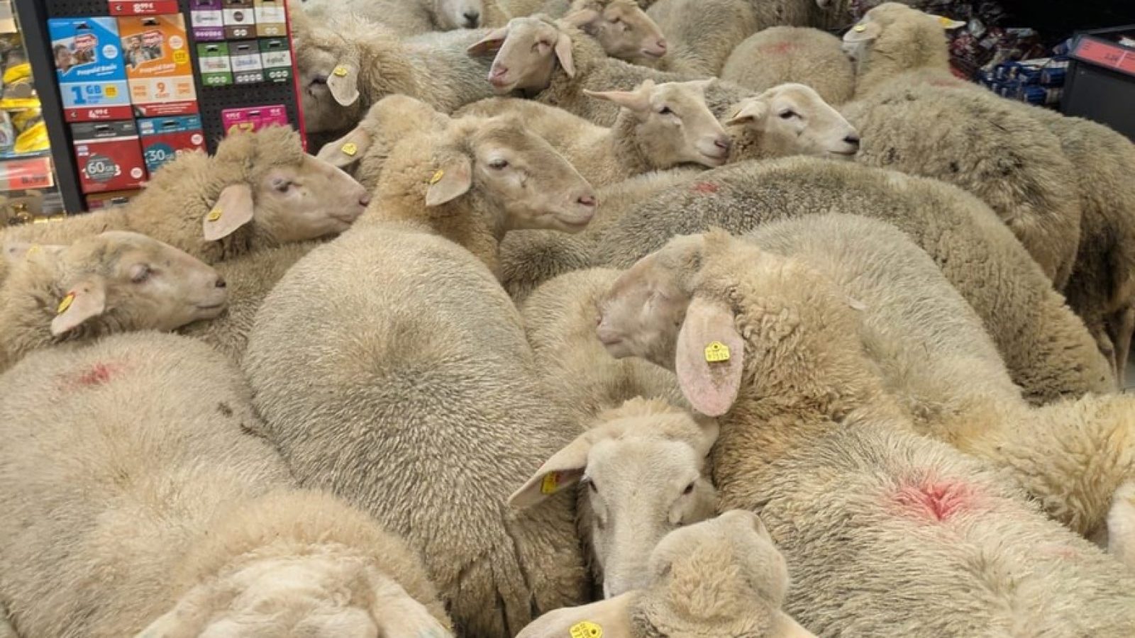 Erstmal zu PENNY: Schafe stürmen PENNY Markt in Burgsinn. / Weiterer Text über ots und www.presseportal.de/nr/59659 / Die Verwendung dieses Bildes für redaktionelle Zwecke ist unter Beachtung aller mitgeteilten Nutzungsbedingungen zulässig und dann auch honorarfrei. Veröffentlichung ausschließlich mit Bildrechte-Hinweis.
