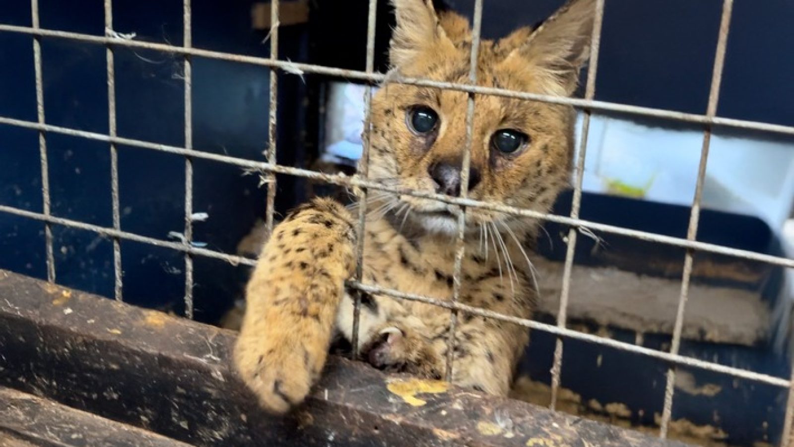 Der verwaiste Serval, Ziwa. / Weiterer Text über ots und www.presseportal.de/nr/15641 / Die Verwendung dieses Bildes für redaktionelle Zwecke ist unter Beachtung aller mitgeteilten Nutzungsbedingungen zulässig und dann auch honorarfrei. Veröffentlichung ausschließlich mit Bildrechte-Hinweis.