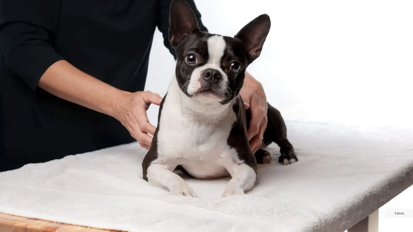 tiergestützte Therapien