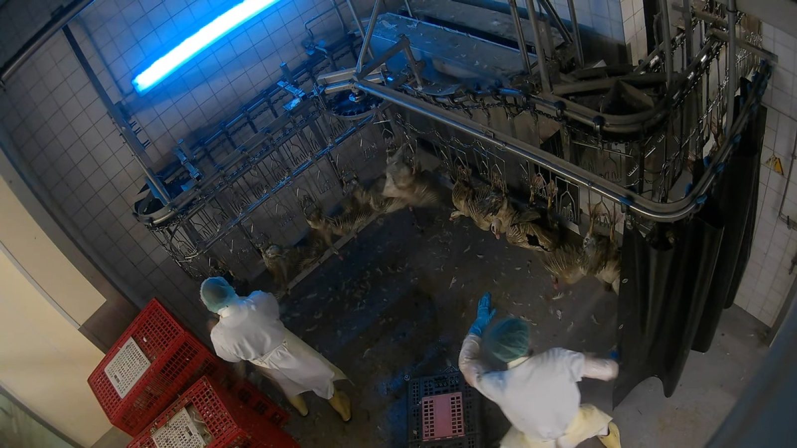 Die Aufnahme entstand in einem Geflügelschlachthof der Marke "Dithmarscher-Geflügel" in Seddiner See (Brandenburg) und zeigt einen Arbeitsbereich der Schlachtlinie. Mehrere Tiere hängen kopfüber an einem Förderband, während zwei Mitarbeitende daneben stehen; einer von ihnen holt mit der Hand aus und schlägt ein aufgehängtes Tier, ohne dass die Situation unterbrochen wird. Die Szene verdeutlicht eine Gewalthandlung im laufenden Produktionsprozess.

Das Bild ist Teil eines umfangreichen Videomaterials, das zwischen dem 08.11.2025 und dem 05.12.2025 entstanden ist und in der vollständigen Auswertung insgesamt 1.455 Stunden Aufnahmen umfasst, darunter zahlreiche Sequenzen aus tierschutzkritischen Bereichen wie Verladung, Aufhängung und Entblutung. Die Auswertung dokumentiert zahlreiche Übergriffe auf Tiere, die aus fachlicher Sicht als mittel bis schwer eingestuft wurden und strafrechtlich relevante Verstöße darstellen können. Das vollständige Material wurde den zuständigen Behörden, darunter der Staatsanwaltschaft Potsdam und dem Veterinäramt Potsdam-Mittelmark, übergeben. / Weiterer Text über ots und www.presseportal.de/nr/115581 / Die Verwendung dieses Bildes für redaktionelle Zwecke ist unter Beachtung aller mitgeteilten Nutzungsbedingungen zulässig und dann auch honorarfrei. Veröffentlichung ausschließlich mit Bildrechte-Hinweis.