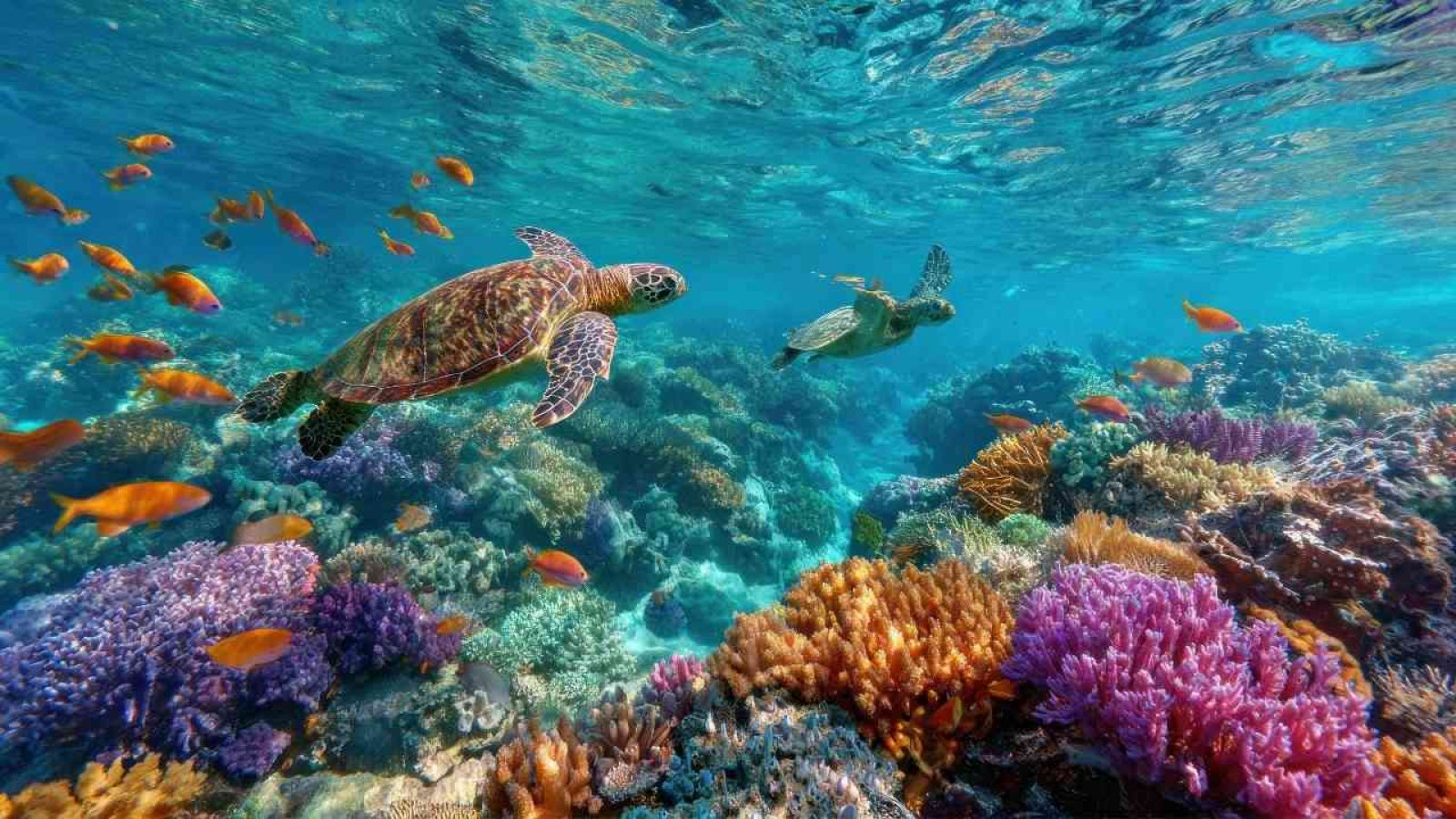 tui-sharm-el-sheikh-2025