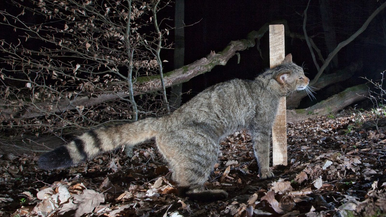Wildkatze in einem Wald, die an einem Baumstamm schnüffelt, umgeben von Laub und Ästen.
