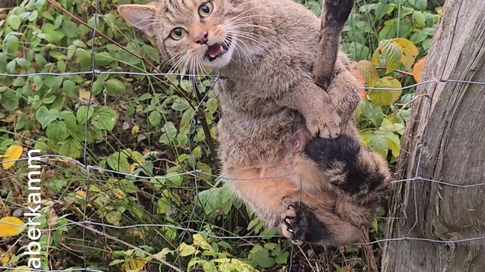 Wildkatze Knotengitterzaun / Weiterer Text über ots und www.presseportal.de/nr/7666 / Die Verwendung dieses Bildes für redaktionelle Zwecke ist unter Beachtung aller mitgeteilten Nutzungsbedingungen zulässig und dann auch honorarfrei. Veröffentlichung ausschließlich mit Bildrechte-Hinweis.