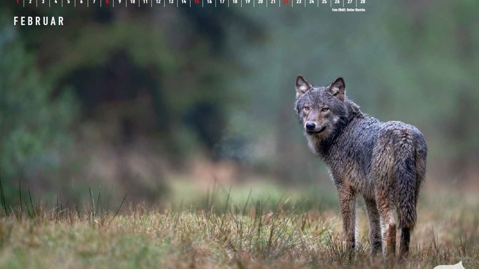 Die Bundesregierung konnte den "günstigen Erhaltungszustand" des Wolfes nur deshalb deklarieren, weil das Umweltministerium das mit den Bundesländern einvernehmlich und wissenschaftlich ermittelte "günstige Verbreitungsgebiet" per Federstrich von 273.100 km² auf 80.573 km² zusammengestutzt hat. | Bild: Kalenderblatt aus dem Wildtierkalender 2026 (Wildtierschutz Deutschland) / Weiterer Text über ots und www.presseportal.de/nr/133267 / Die Verwendung dieses Bildes für redaktionelle Zwecke ist unter Beachtung aller mitgeteilten Nutzungsbedingungen zulässig und dann auch honorarfrei. Veröffentlichung ausschließlich mit Bildrechte-Hinweis.